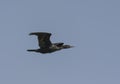 Little Cormorant Microcarbo niger In Flight.