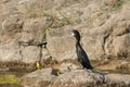 Little cormorant Microcarbo niger on a rock.