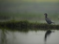 Little cormorant and misty background