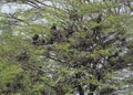 Little Cormorant Nesting Nursery on Babool Tree