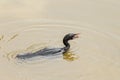 A Little Cormorant