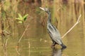 Little Cormorant