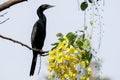 Little cormorant standing on a branch