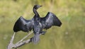 Little Cormorant with Wings Spread