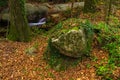 Little corner in a forest. Montseny, Sapin.