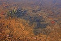 Red Spotted Newt Egg Colony Royalty Free Stock Photo