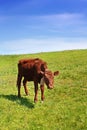 Little cow on green field Royalty Free Stock Photo