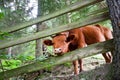 Little cow looks from a wooden fence in the forest Royalty Free Stock Photo