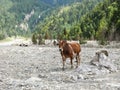 Little cow, Nepal Royalty Free Stock Photo