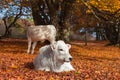 Little cow relaxing at sun on Canfaito natural reserve Royalty Free Stock Photo