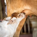 Little cow suck up milk Royalty Free Stock Photo