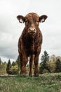 little cow in Sumava national park Royalty Free Stock Photo
