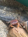 Little crab, on the beach