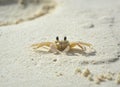 Little crab on beach