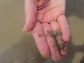 Little crab in a Caucasion hand Royalty Free Stock Photo