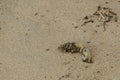 little crab entering its burrow in the sand