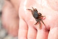 Little crab in hand. Marine animal. Shellfish Royalty Free Stock Photo