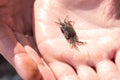 Little crab in hand. Marine animal. Shellfish Royalty Free Stock Photo