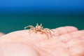 Little crab on human hand Royalty Free Stock Photo