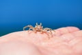 Little crab on human hand Royalty Free Stock Photo