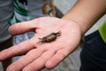 Little crab on a manÃÂ´s hand Royalty Free Stock Photo