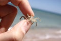 Little crab in my hand