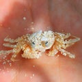 Little crab in my hand closeup