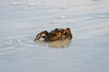 Little crab on a sandy beach