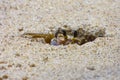 Little crab trying to hide