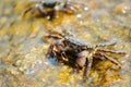 Little crabs on rock with seaweed and water