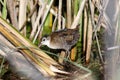 Little Crake Porzana parva.