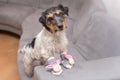 Little crazy easter dog at home with bunny shoes. Cool rough-haired Jack Russell Terrier doggy Royalty Free Stock Photo