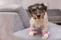 Little crazy easter dog at home with bunny shoes. Cool rough-haired Jack Russell Terrier doggy Royalty Free Stock Photo