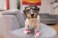 Little crazy easter dog at home with bunny shoes. Cool rough-haired Jack Russell Terrier doggy Royalty Free Stock Photo