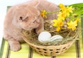Little cat lying near the basket Royalty Free Stock Photo