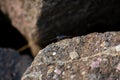 little creature like shrimp creep on rock at beach Royalty Free Stock Photo