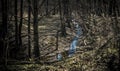 Little creek in a dark forest