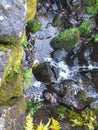 Little creek flowing through mosscovered stones, upright shot. Royalty Free Stock Photo