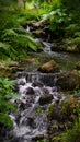 little creek in forest Royalty Free Stock Photo