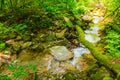 Little creek in in ravine Chudo-Krasotka, Sochi, Russia Royalty Free Stock Photo