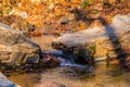 Little creek in Stone Mountain Park, USA Royalty Free Stock Photo