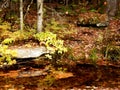 Little creek in the woods with the colors of autumn