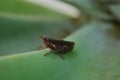 Little Cricket on a Leaf of Bromeliaceae