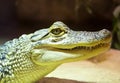 Little crocodile in vivarium Royalty Free Stock Photo