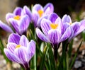 Crocus Royalty Free Stock Photo