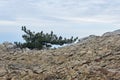 Little crooked pine tree on the rocks at the edge of the abyss Royalty Free Stock Photo