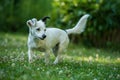 Little cross breed dog in a meadow