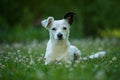 Little cross breed dog in a meadow