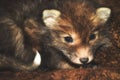 Little cub fox. Unusual cute ginger gray pet from the wild