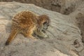 The little cub meerkat Suricata suricatta sits on a large rock Royalty Free Stock Photo